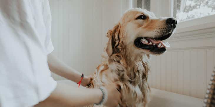 Een grote hond wordt gewassen in een badkuip bij een huisdierverzorgingsbedrijf.