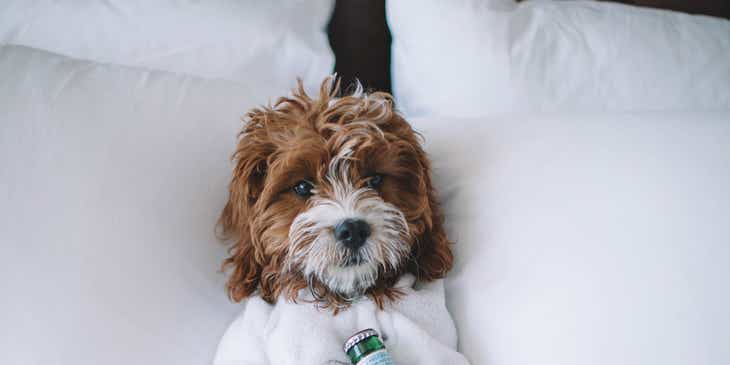 Un cane su un letto di hotel, avvolto in un asciugamano, con una bottiglia di acqua tra le zampe.