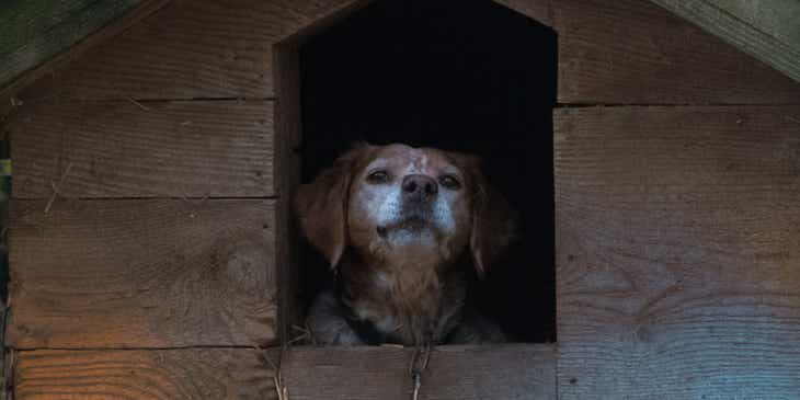 Um cachorro sentado em uma casinha de madeira em um abrigo de pets.