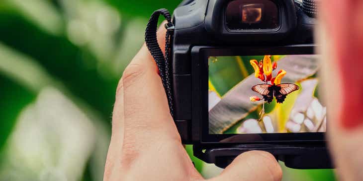 Seorang fotografer sedang memotret kupu-kupu untuk bisnis fotografi.