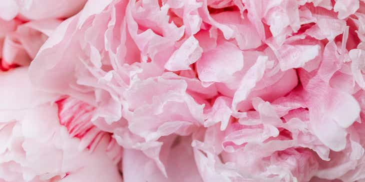 Een close-up van roze pioenrozen.