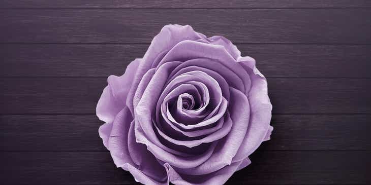 Une rose violette sur une table dans une autre nuance violette.