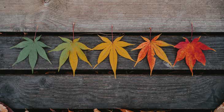 Hojas dispuestas sobre un tablón de madera según su color estacional en un logo de temporada.