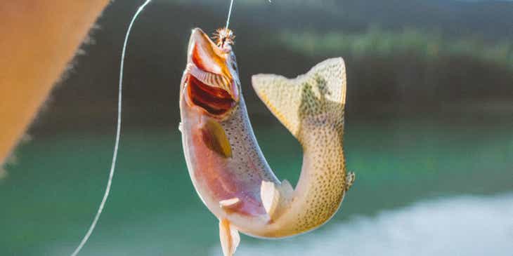 Een gevangen visje aan een lijn als resultaat van een sportvis sessie.