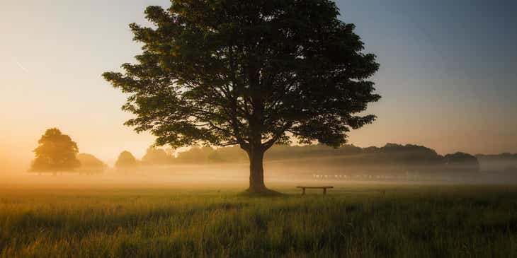A tree in the spotlight in a misty landscape.