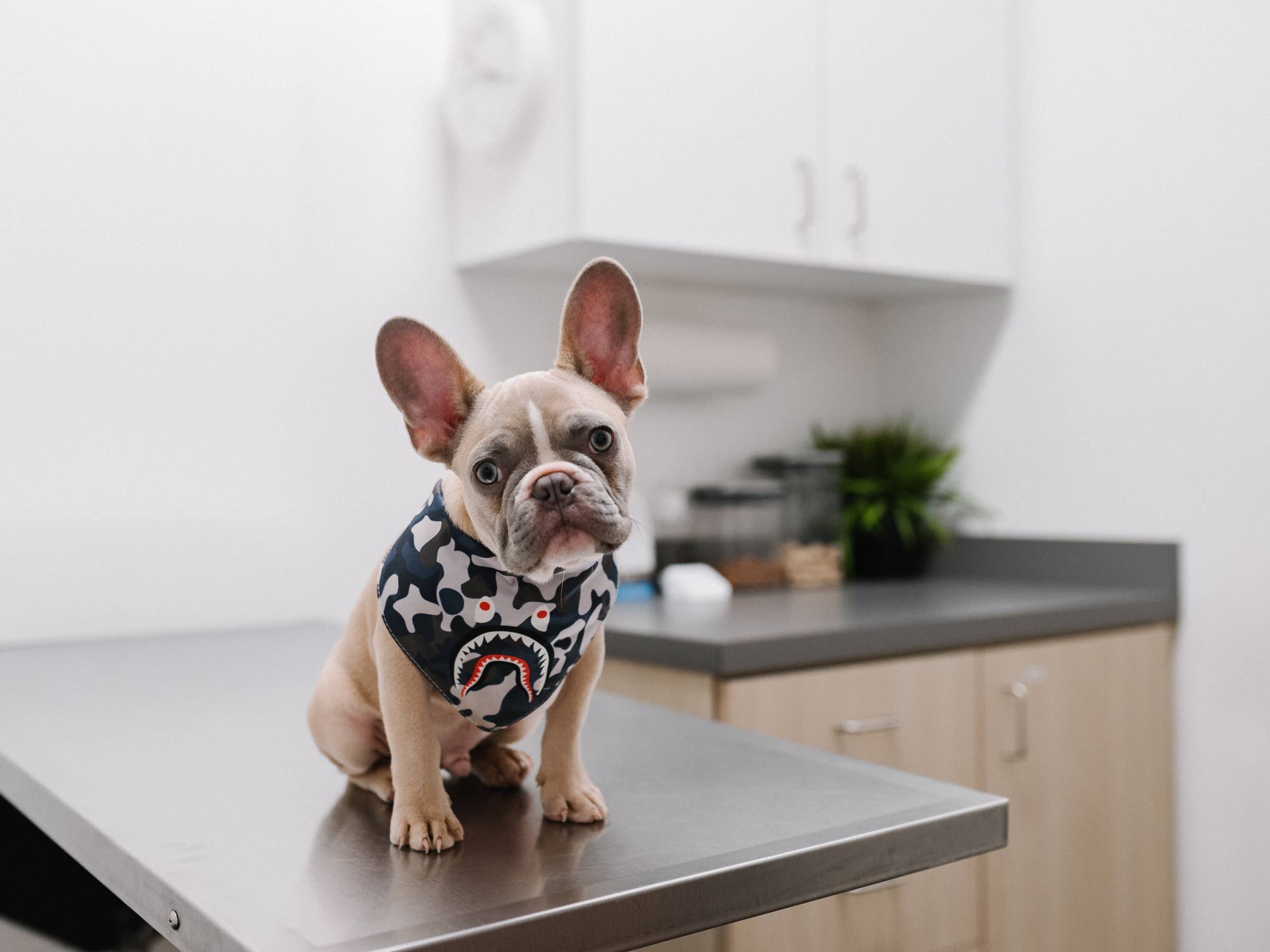 French bulldog clearance vet specialist