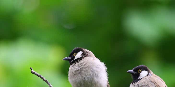 Een close-up van twee vogels die op een boomtak zitten.