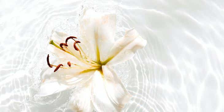Uma flor branca flutuando na água.