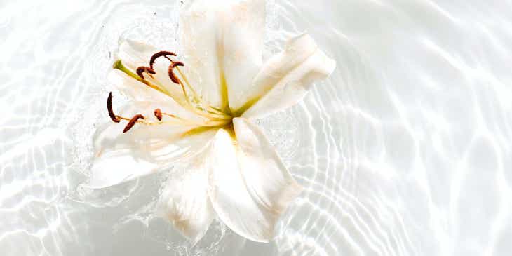 Biały kwiat unoszący się na tafli wody.