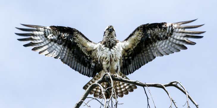 Uma águia de asas abertas em cima de um galho.