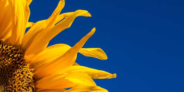 Eine gelbe Sonnenblume vor einem wolkenlosen, blauen Himmel.